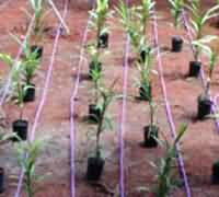 Unibioline CNL onsite